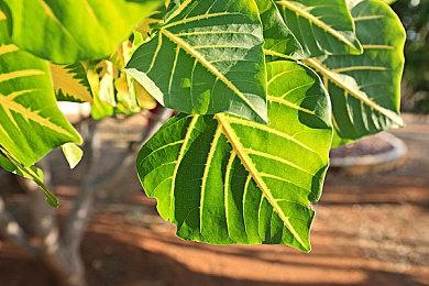 类魂肉鸽游戏《死亡教堂》迎大更新 75折限时开启